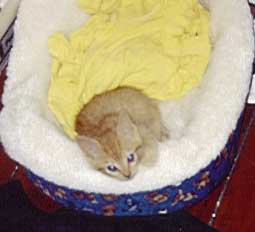 Inez