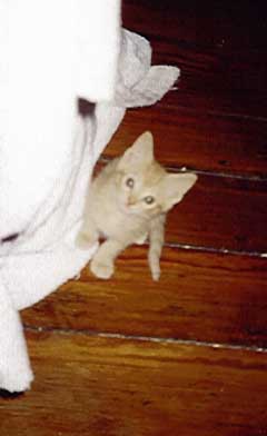Inez