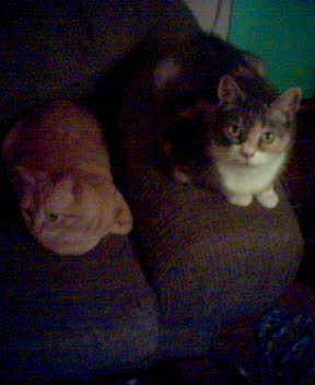 twins
