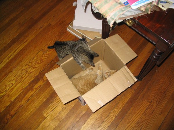 Inez cornered