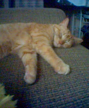 dreaming of mouse