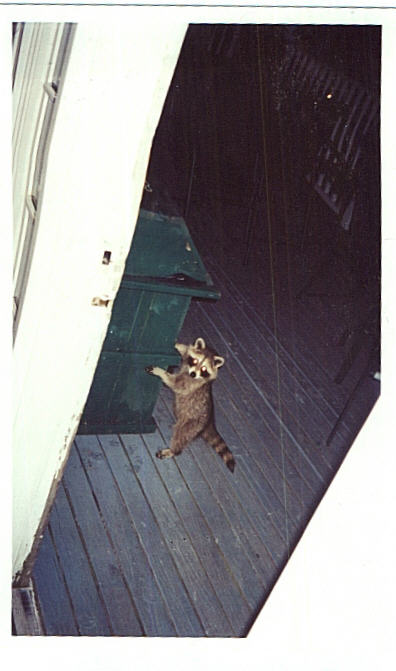 Raccoon