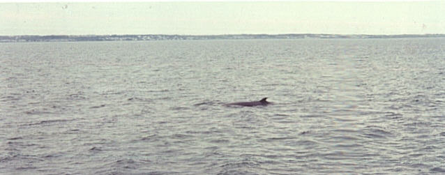 Whale